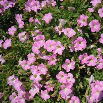 Petunia Itsy™ '' (240862)