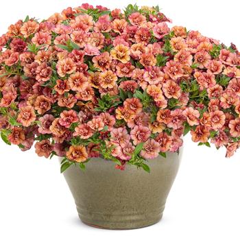 Calibrachoa Superbells® 'Double Vintage Coral™' (240873)