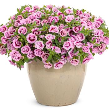 Calibrachoa Superbells® 'Double Smitten Pink™' (240878)