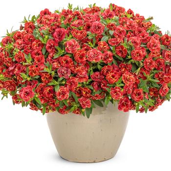 Calibrachoa Superbells® 'Double Redstone™' (240882)