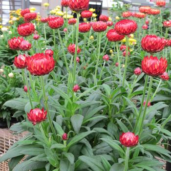 Bracteantha bracteata 'Granvia Crimson Sun' (241759)