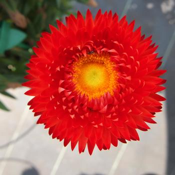 Bracteantha bracteata 'Granvia Crimson Sun' (241761)