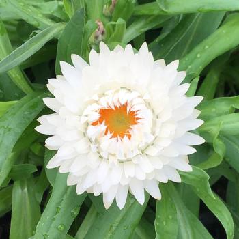 Bracteantha bracteata 'Granvia White' (241764)