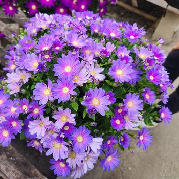 Pericallis Senetti® '' (241778)