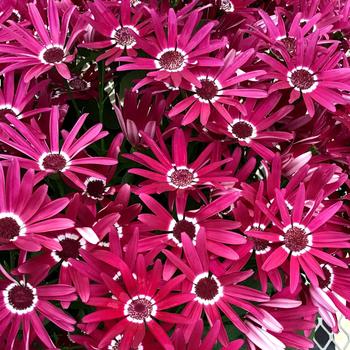 Pericallis Senetti® '' (241781)