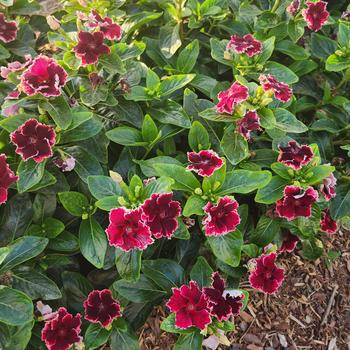 Catharanthus Soiree® Flamenco '' (241786)