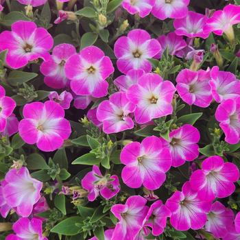 Petunia Surfinia® 'Patio Party Pink' (241795)