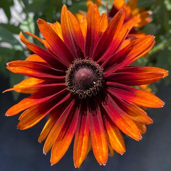 Rudbeckia subtomentosa 'Summer Sienna' (242000)