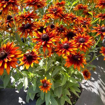 Rudbeckia subtomentosa 'Summer Sienna' (242001)