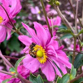 Anemone Harlequin™ 'Pastel' (242010)