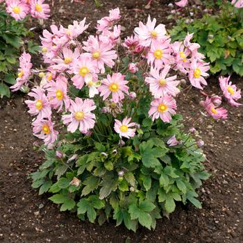 Anemone Satin Doll™ 'Glow' (242017)