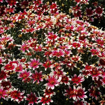 Coreopsis verticillata Sunstar™ 'Rose' (242027)