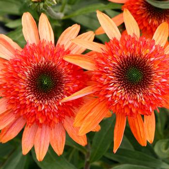 Echinacea Cara Mia™ 'Coral' (242161)