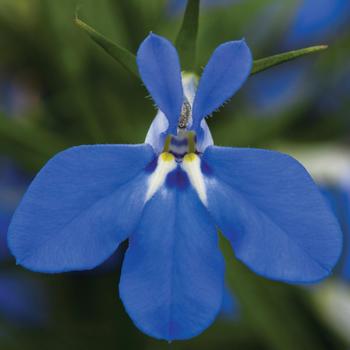 Lobelia erinus Techno® '' (242223)