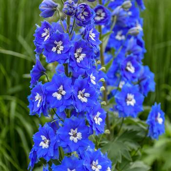 Delphinium 'Cobalt Dreams' (242726)