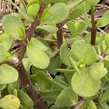 Portulacaria afra forma macrophylla