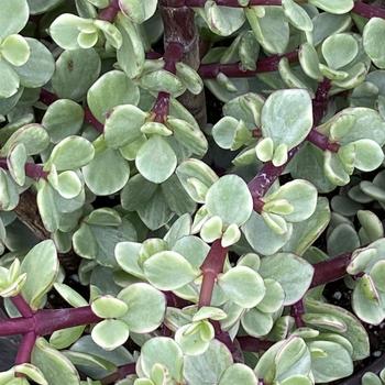 Portulacaria afra 'Variegata' 