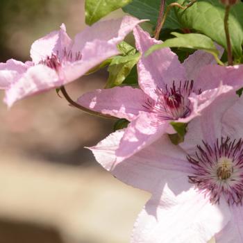 Clematis 'Hagley Hybrid ('Pink Chiffon')' (243223)