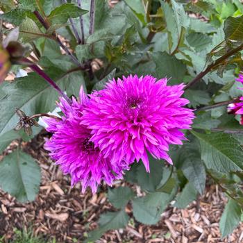 Dahlia 'Myrtle's Folly' (243226)