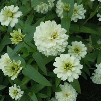 Zinnia marylandica Zydeco™ '' (243242)