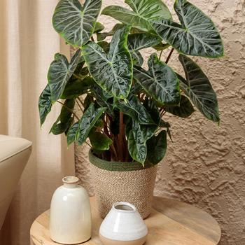 Alocasia baginda Mythic™ 'Nairobi Night' (243403)