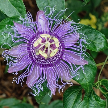 Passiflora incarnata