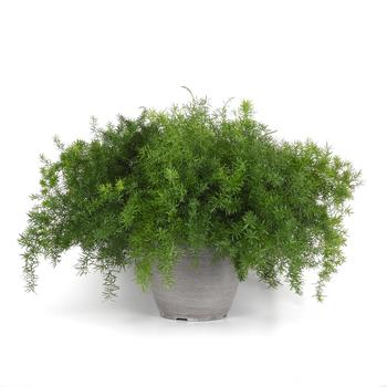 Asparagus densiflorus 'FuzzyFern™ Frizz' (243565)