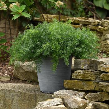 Asparagus densiflorus 'FuzzyFern™ Frizz' (243566)