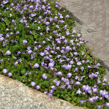 Mazus reptans