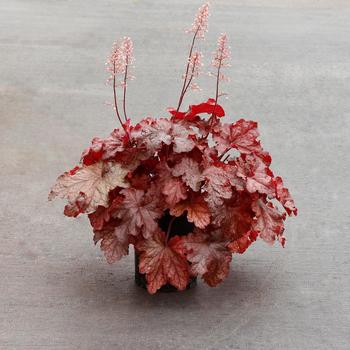 Heuchera 'Peach Smoothie' (243659)