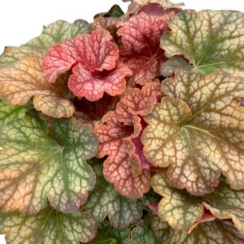 Heuchera 'Changeling' (243662)