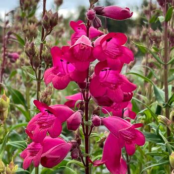 Penstemon 'Parade of Parrots' (243778)