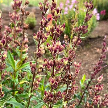 Penstemon 'Parade of Parrots' (243779)