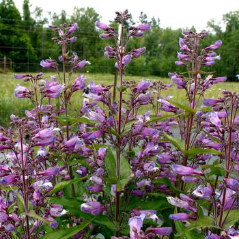 Penstemon Nova® 'Twlight' (243783)