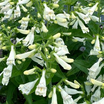 Penstemon Nova® 'Pearl' (243795)