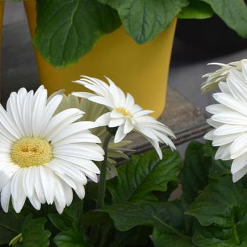 Gerbera jamesonii Mega Revolution™ White '' (244002)