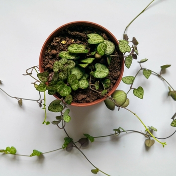 Ceropegia linearis ssp. woodii