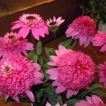 Echinacea Double Scoop™ 'Watermelon Deluxe' (244539)