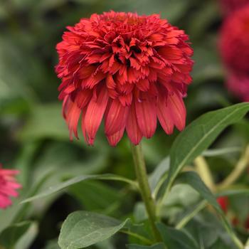 Echinacea Double Scoop™ 'Raspberry Deluxe' (244547)