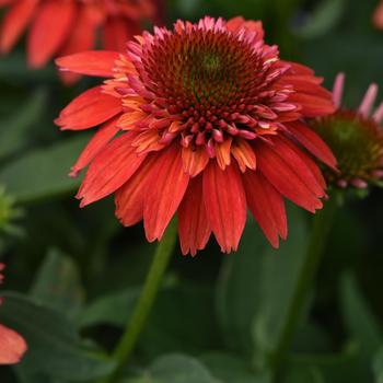 Echinacea Double Scoop™ 'Orangeberry Deluxe' (244548)