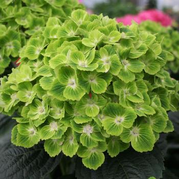 Hydrangea macrophylla Everlasting® 'Green Cloud' (244659)