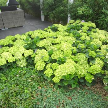 Hydrangea macrophylla Everlasting® 'Green Cloud' (244660)