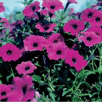 Petunia x violacea 'Laura Bush' 