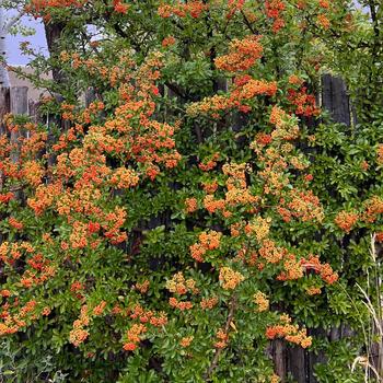 Pyracantha '' (244903)