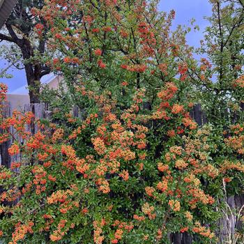 Pyracantha '' (244904)