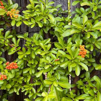 Pyracantha '' (244906)