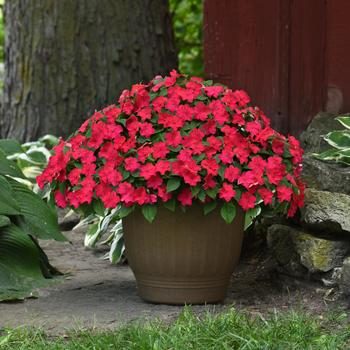 Impatiens walleriana Beacon® '' (244971)