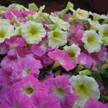 Petunia E3 Easy Wave® 'Sweet Taffy Mix' (244972)