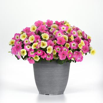 Petunia E3 Easy Wave® 'Sweet Taffy Mix' (244974)