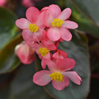 Begonia Dragon Wing® '' (244975)